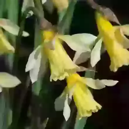 Pseudonarcissus